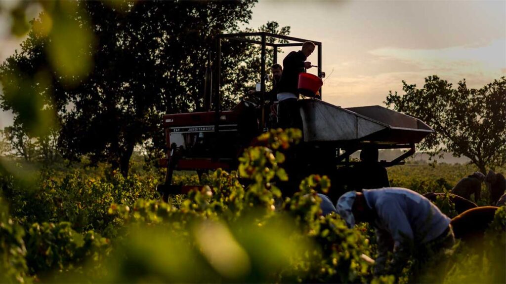 Vendange de Syrah au couché de soleil, accords mets vins : conseils et inspirations pour restaurants