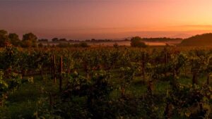 Vigne de Syrah au couché de soleil, accords mets vins : conseils et inspirations pour restaurants