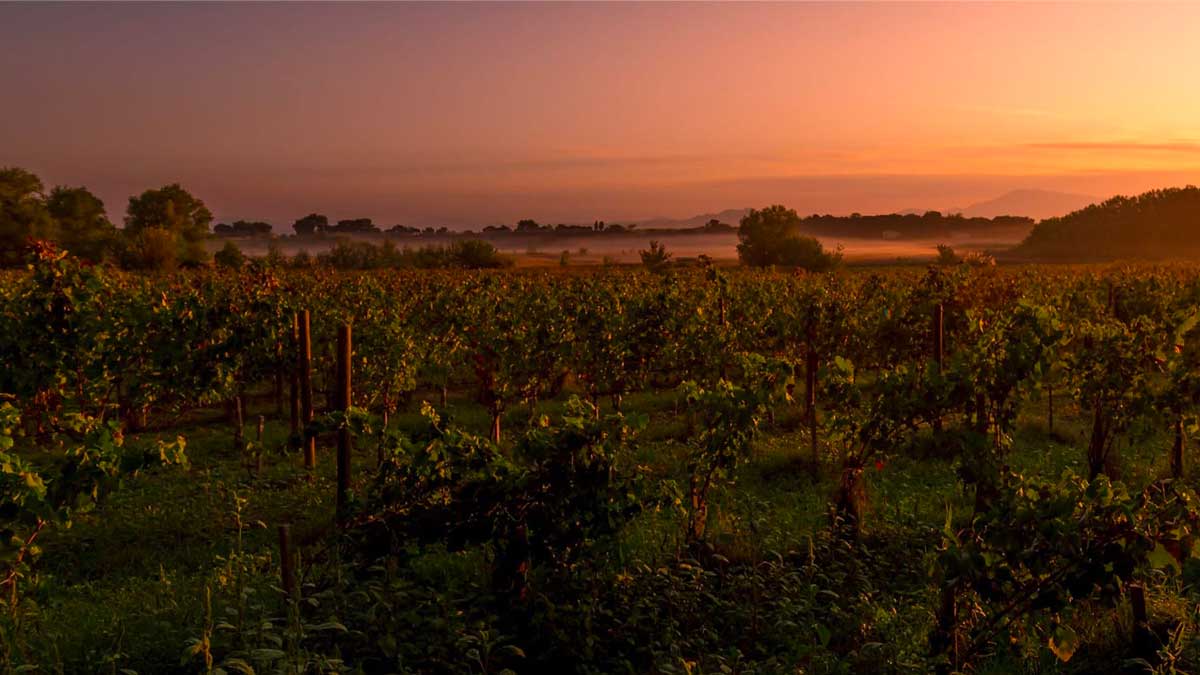 Vigne de Syrah au couché de soleil, accords mets vins : conseils et inspirations pour restaurants