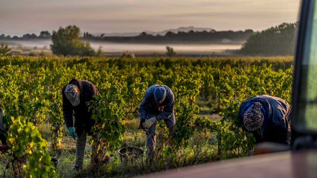 Vendange de Syrah au couché de soleil, accords mets vins : conseils et inspirations pour restaurants