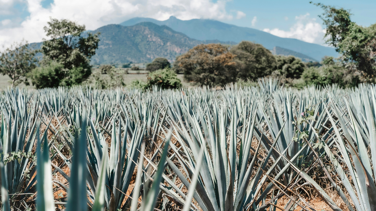 Agave Tequila Mezcal, Photo de Dylan Freedom Unsplash