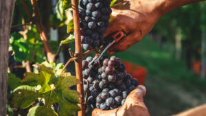 vendanges 2025 photo de Andrea Cairone sur unsplash