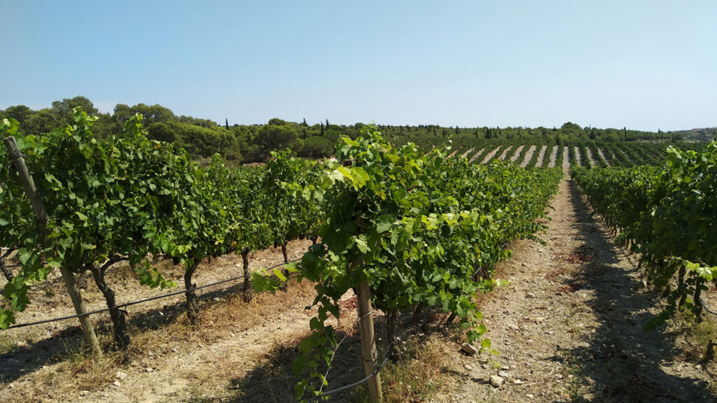 vendanges 2025 photo de pablo-herrera sur unsplash